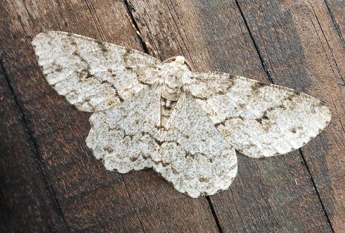 Geometridae M. Faverghera 2
